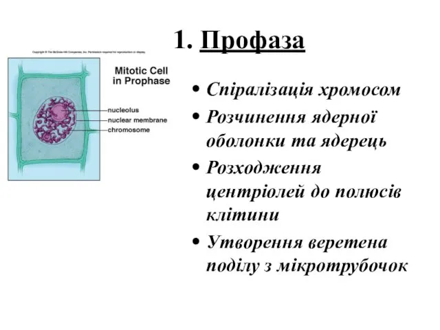 1. Профаза Спіралізація хромосом Розчинення ядерної оболонки та ядерець Розходження
