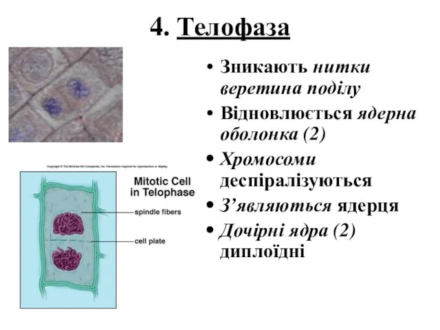 4. Телофаза Зникають нитки веретина поділу Відновлюється ядерна оболонка (2)