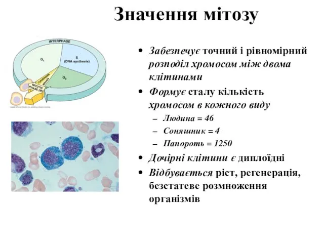 Значення мітозу Забезпечує точний і рівномірний розподіл хромосом між двома