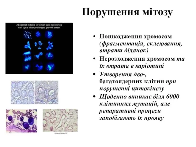 Порушення мітозу Пошкодження хромосом (фрагментація, склеювання, втрати ділянок) Нерозходження хромосом