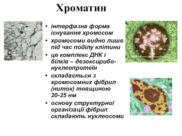 Хроматин інтерфазна форма існування хромосом хромосоми видно лише під час