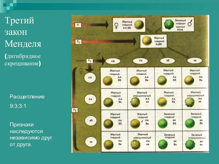 Третий закон Менделя (дигибридное скрещивание) Расщепление 9:3:3:1 Признаки наследуются независимо друг от друга.