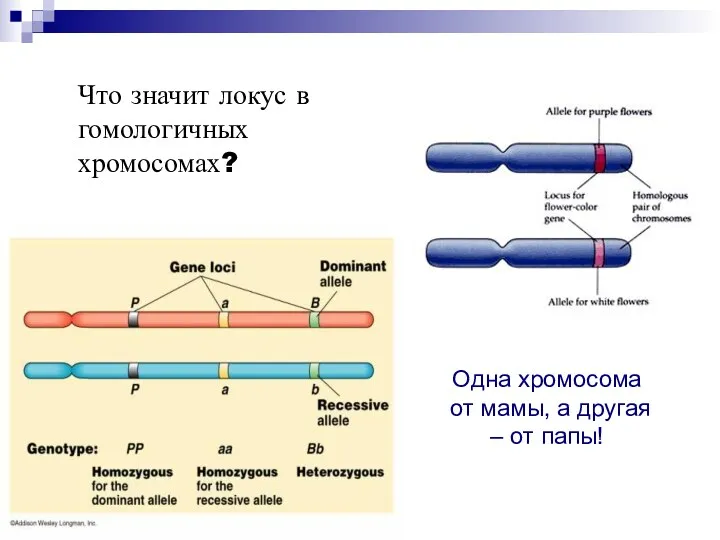 Что значит локус в гомологичных хромосомах? Одна хромосома от мамы, а другая – от папы!