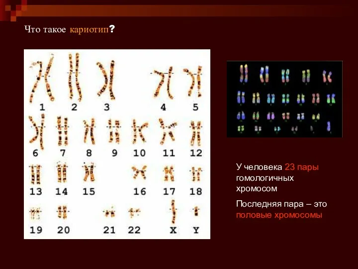 Что такое кариотип? У человека 23 пары гомологичных хромосом Последняя пара – это половые хромосомы