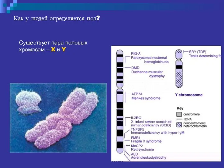 Как у людей определяется пол? Существует пара половых хромосом – X и Y