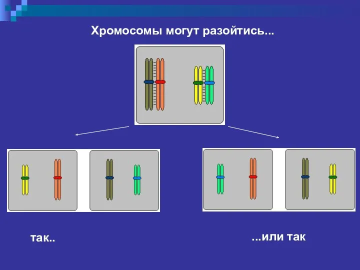 Хромосомы могут разойтись...