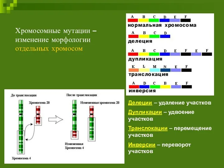 Хромосомные мутации – изменение морфологии отдельных хромосом Делеции – удаление участков Дупликации –