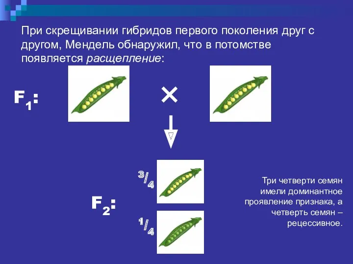 При скрещивании гибридов первого поколения друг с другом, Мендель обнаружил,