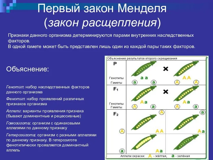 Объяснение: Генотип: набор наследственных факторов данного организма Фенотип: набор проявлений различных признаков организма