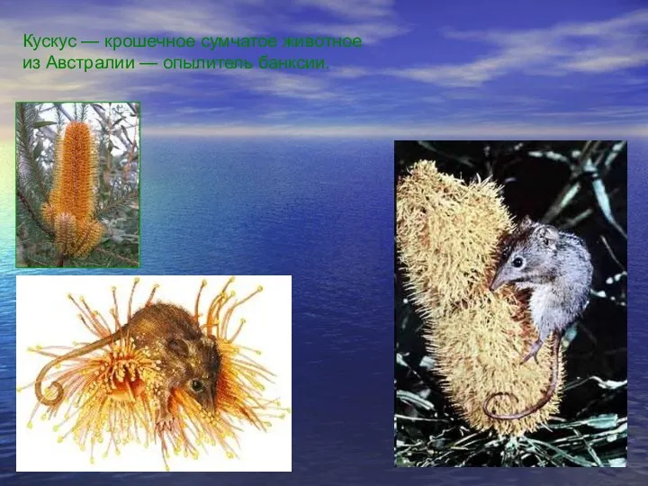 Кускус — крошечное сумчатое животное из Австралии — опылитель банксии.