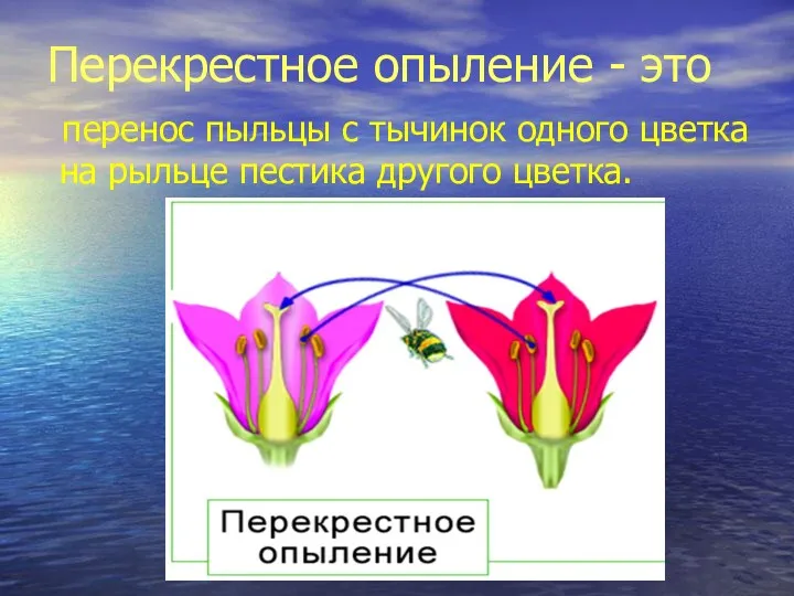 Перекрестное опыление - это перенос пыльцы с тычинок одного цветка на рыльце пестика другого цветка.