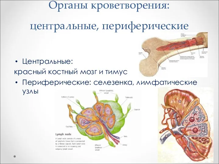 Органы кроветворения: центральные, периферические Центральные: красный костный мозг и тимус Периферические: селезенка, лимфатические узлы