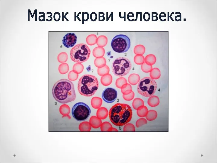 Мазок крови человека.