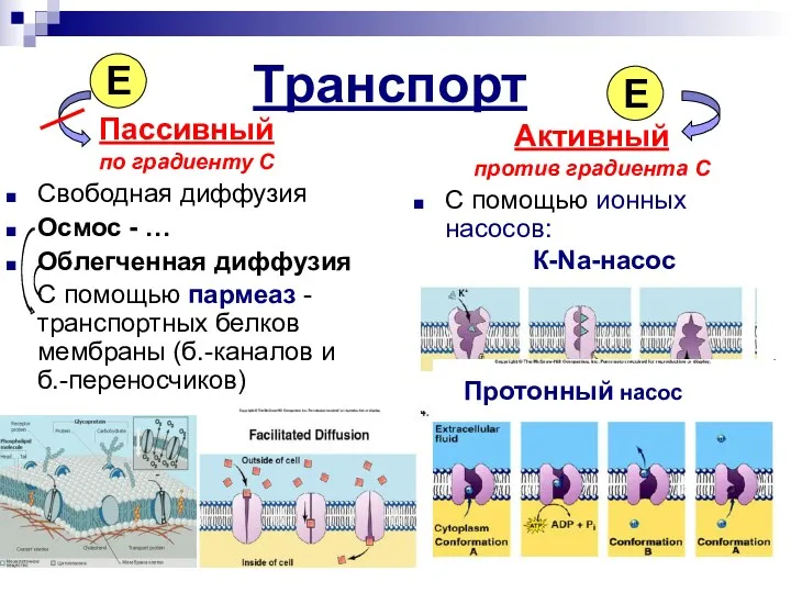 Транспорт Пассивный по градиенту С Свободная диффузия Осмос - …