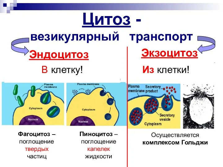 Цитоз - везикулярный транспорт Эндоцитоз Экзоцитоз Из клетки! Фагоцитоз –