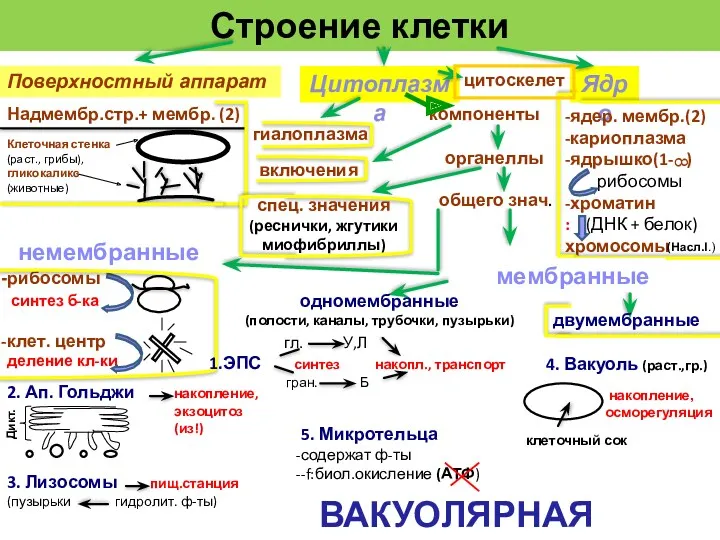 Строение клетки Цитоплазма Ядро Надмембр.стр.+ мембр. (2) Клеточная стенка (раст.,