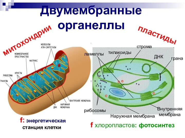 Двумембранные органеллы тилакоиды строма ДНК грана Внутренняя мембрана Наружная мембрана