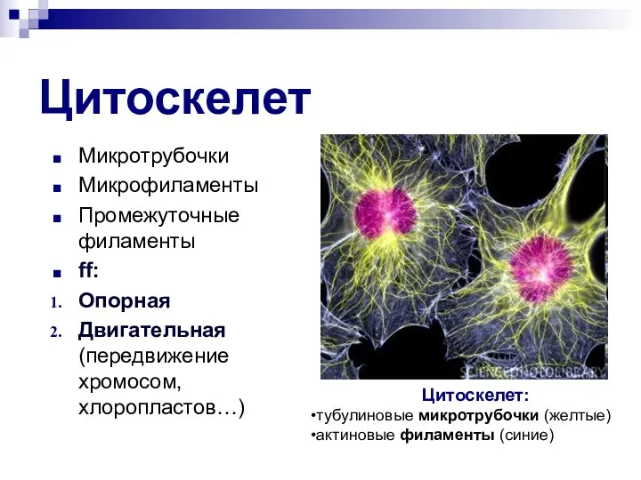 Цитоскелет Микротрубочки Микрофиламенты Промежуточные филаменты ff: Опорная Двигательная (передвижение хромосом,