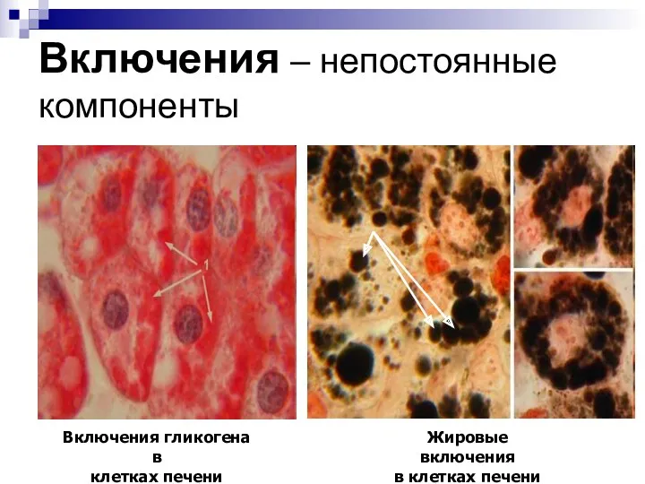 Включения – непостоянные компоненты Включения гликогена в клетках печени Жировые включения в клетках печени