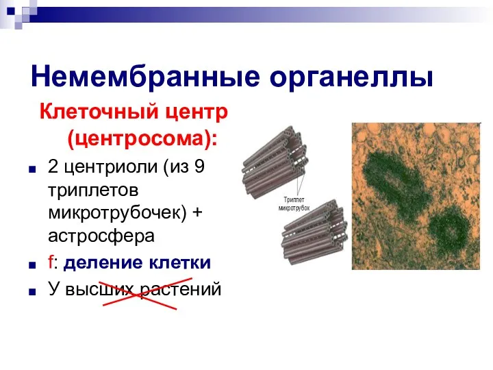 Немембранные органеллы Клеточный центр (центросома): 2 центриоли (из 9 триплетов