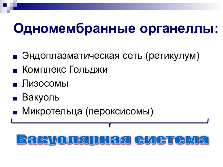 Одномембранные органеллы: Эндоплазматическая сеть (ретикулум) Комплекс Гольджи Лизосомы Вакуоль Микротельца (пероксисомы) Вакуолярная система