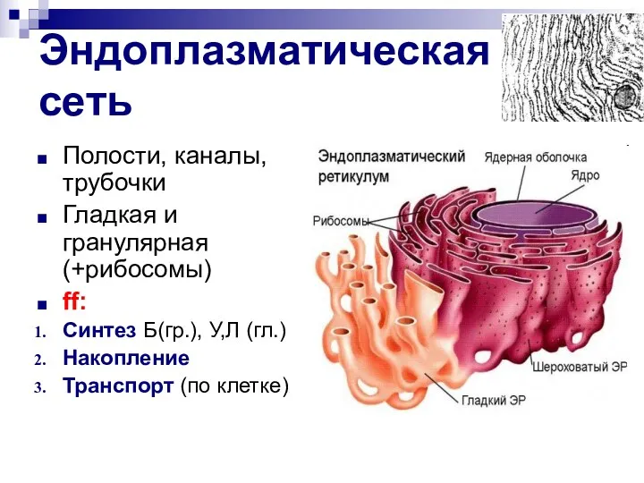 Эндоплазматическая сеть Полости, каналы, трубочки Гладкая и гранулярная (+рибосомы) ff: