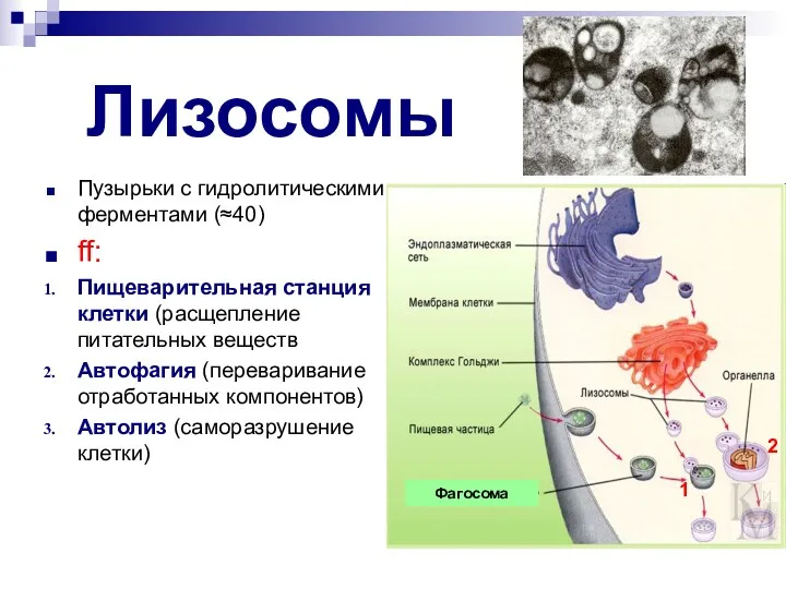 Лизосомы Пузырьки с гидролитическими ферментами (≈40) ff: Пищеварительная станция клетки