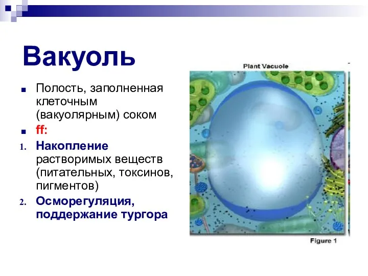 Вакуоль Полость, заполненная клеточным (вакуолярным) соком ff: Накопление растворимых веществ (питательных, токсинов, пигментов) Осморегуляция, поддержание тургора