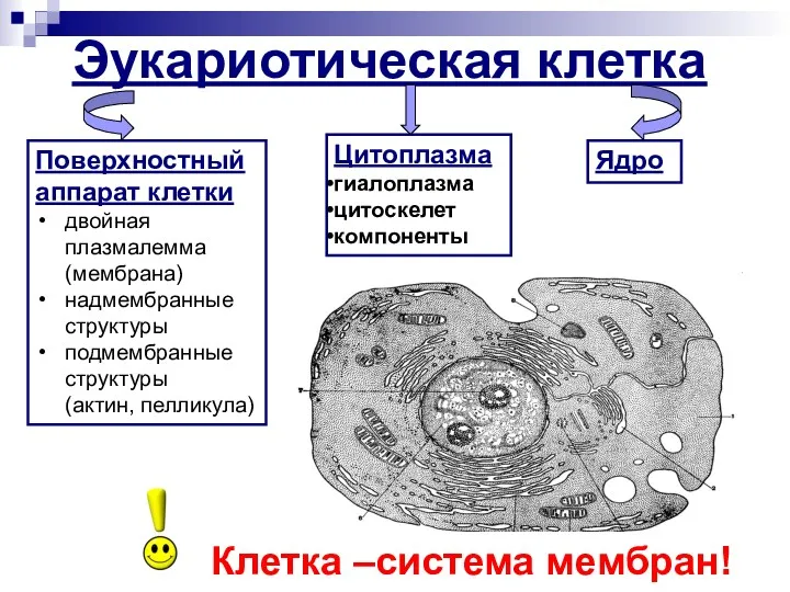 Эукариотическая клетка Поверхностный аппарат клетки двойная плазмалемма (мембрана) надмембранные структуры