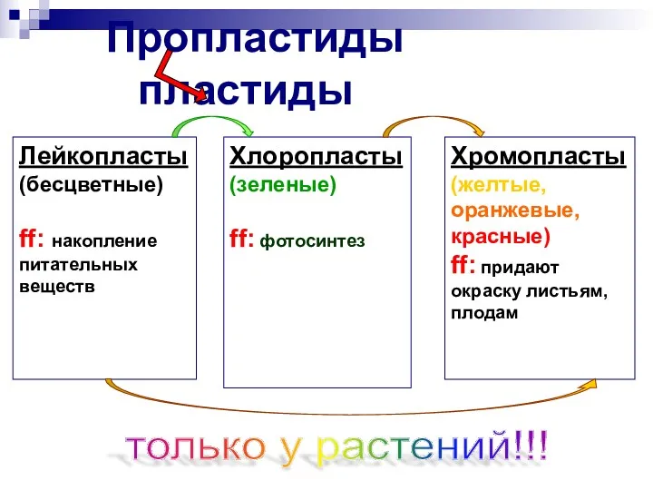 Пропластиды пластиды Лейкопласты (бесцветные) ff: накопление питательных веществ Хлоропласты (зеленые)