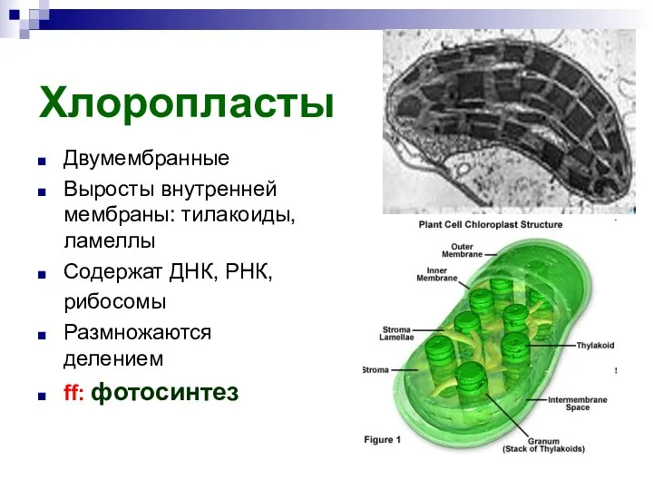 Хлоропласты Двумембранные Выросты внутренней мембраны: тилакоиды, ламеллы Содержат ДНК, РНК, рибосомы Размножаются делением ff: фотосинтез