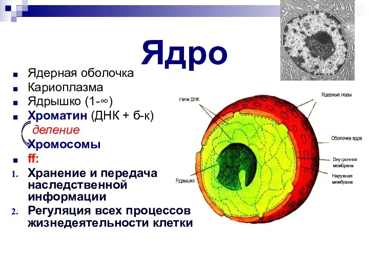 Ядро Ядерная оболочка Кариоплазма Ядрышко (1-∞) Хроматин (ДНК + б-к)