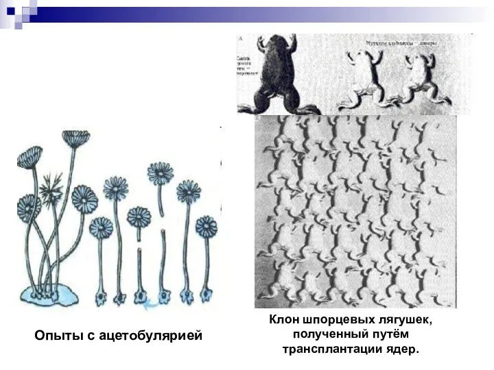 Опыты с ацетобулярией Клон шпорцевых лягушек, полученный путём трансплантации ядер.