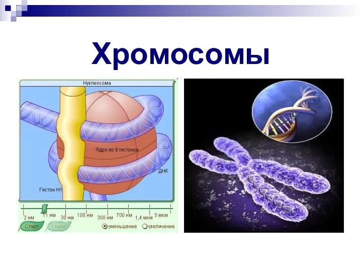 Хромосомы