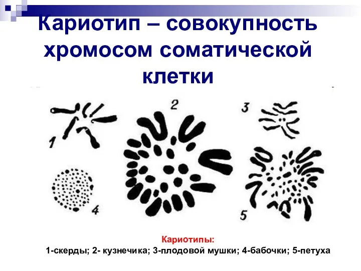 Кариотип – совокупность хромосом соматической клетки Кариотипы: 1-скерды; 2- кузнечика; 3-плодовой мушки; 4-бабочки; 5-петуха