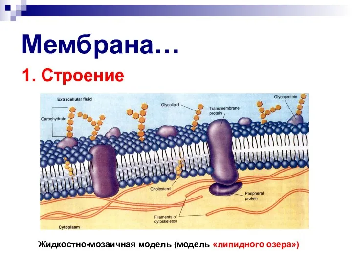 Мембрана… 1. Строение Жидкостно-мозаичная модель (модель «липидного озера»)