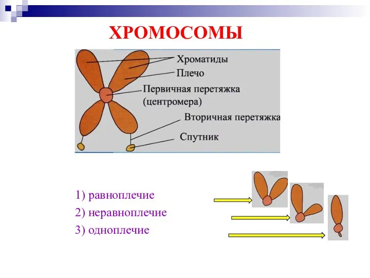 1) равноплечие 2) неравноплечие 3) одноплечие ХРОМОСОМЫ