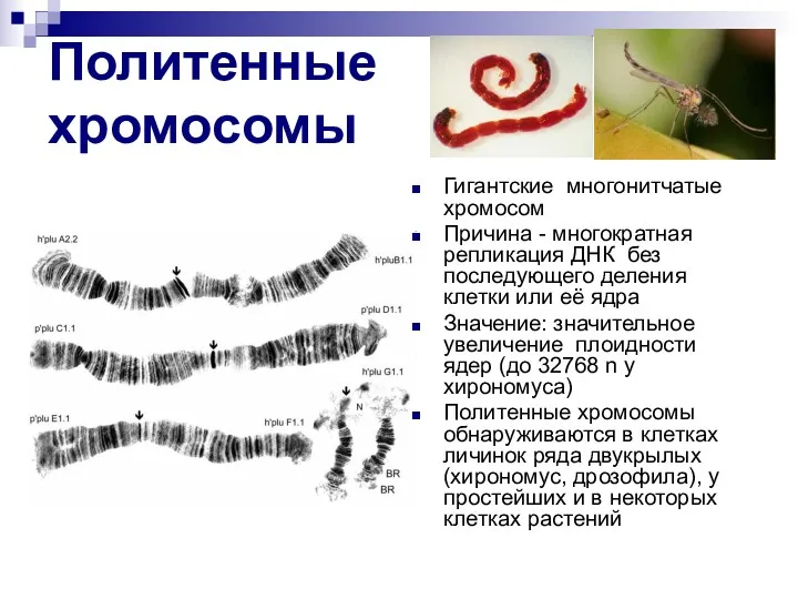 Политенные хромосомы Гигантские многонитчатые хромосом Причина - многократная репликация ДНК