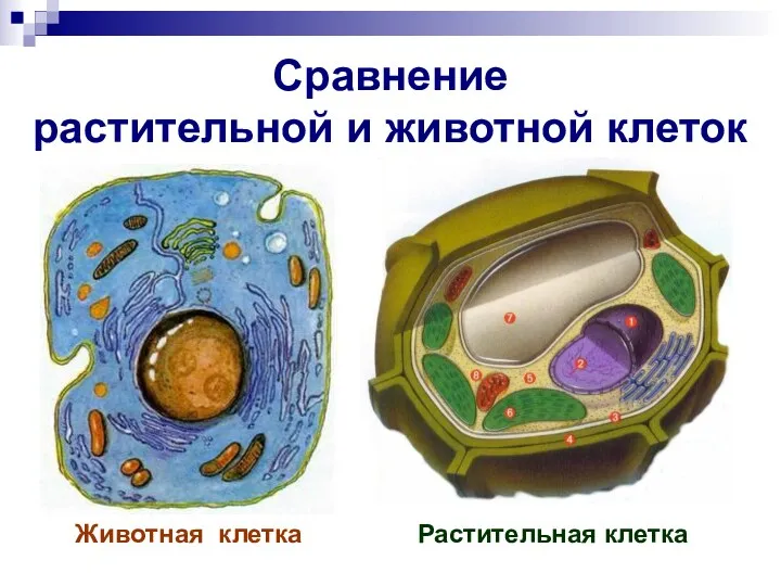 Сравнение растительной и животной клеток Животная клетка Растительная клетка