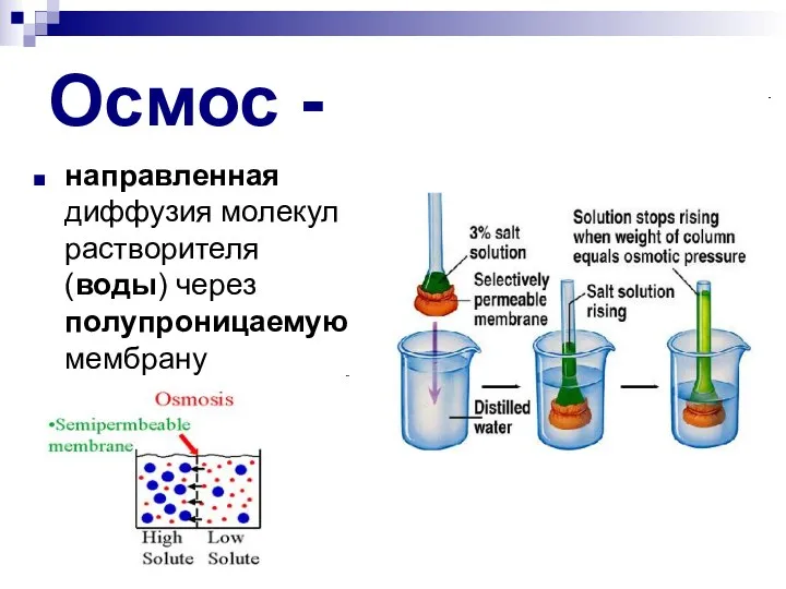 Осмос - направленная диффузия молекул растворителя (воды) через полупроницаемую мембрану