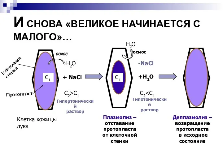 И СНОВА «ВЕЛИКОЕ НАЧИНАЕТСЯ С МАЛОГО»… Клетка кожицы лука Клеточная