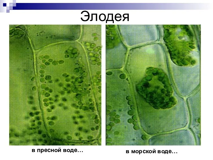 Элодея в пресной воде… в морской воде…