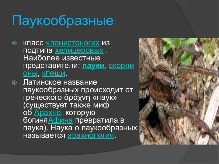 Паукообразные класс членистоногих из подтипа хелицеровых . Наиболее известные представители: