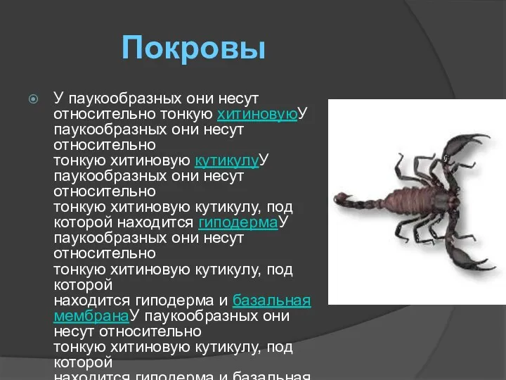 Покровы У паукообразных они несут относительно тонкую хитиновуюУ паукообразных они