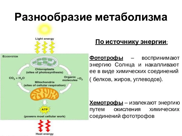 Разнообразие метаболизма По источнику энергии: Фототрофы – воспринимают энергию Солнца и накапливают ее