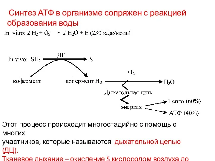 Синтез АТФ в организме сопряжен с реакцией образования воды Этот процесс происходит многостадийно