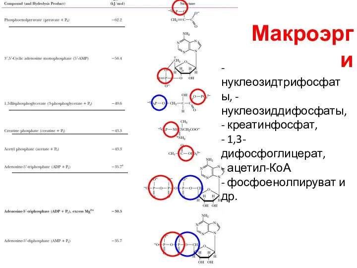 Макроэрги - нуклеозидтрифосфаты, - нуклеозиддифосфаты, - креатинфосфат, - 1,3-дифосфоглицерат, - ацетил-КоА - фосфоенолпируват и др.