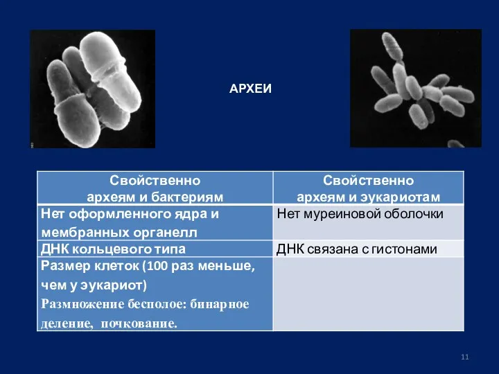 АРХЕИ