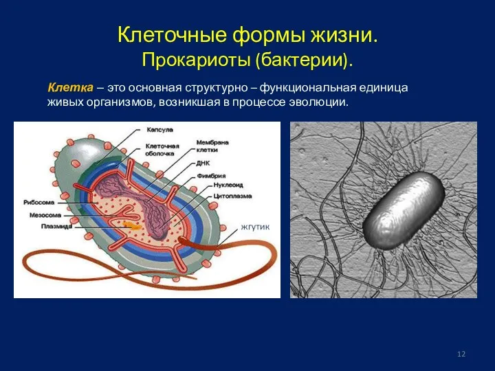 Клеточные формы жизни. Прокариоты (бактерии). Клетка – это основная структурно