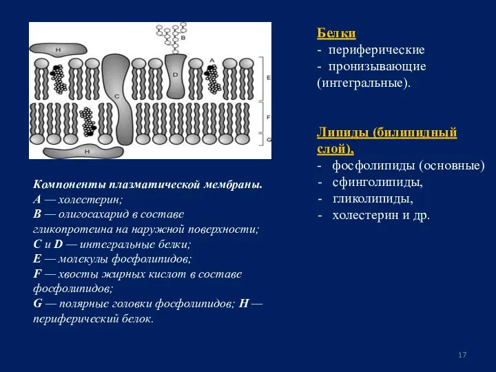 Белки - периферические - пронизывающие (интегральные). Липиды (билипидный слой), -